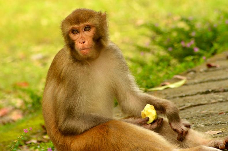 Rhesus macaque inside Dehradun Zoo (Malsi Deer Park), Dehradun, India — मालसी डियर पार्क में रीसस मकाक