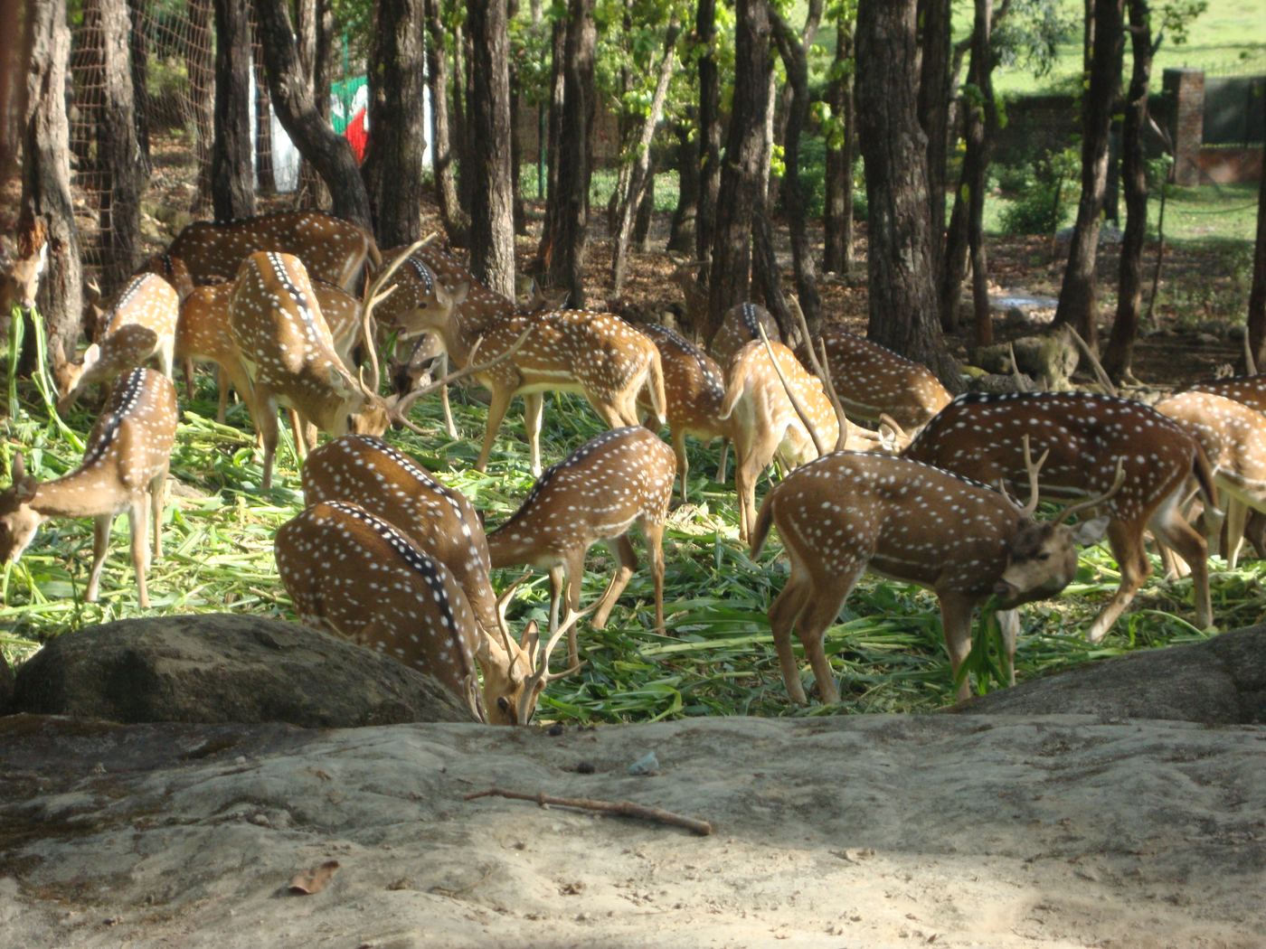 Chital (spotted deer) inside Dehradun Zoo (Malsi Deer Park), Dehradun, India — मालसी डियर पार्क में चीतल